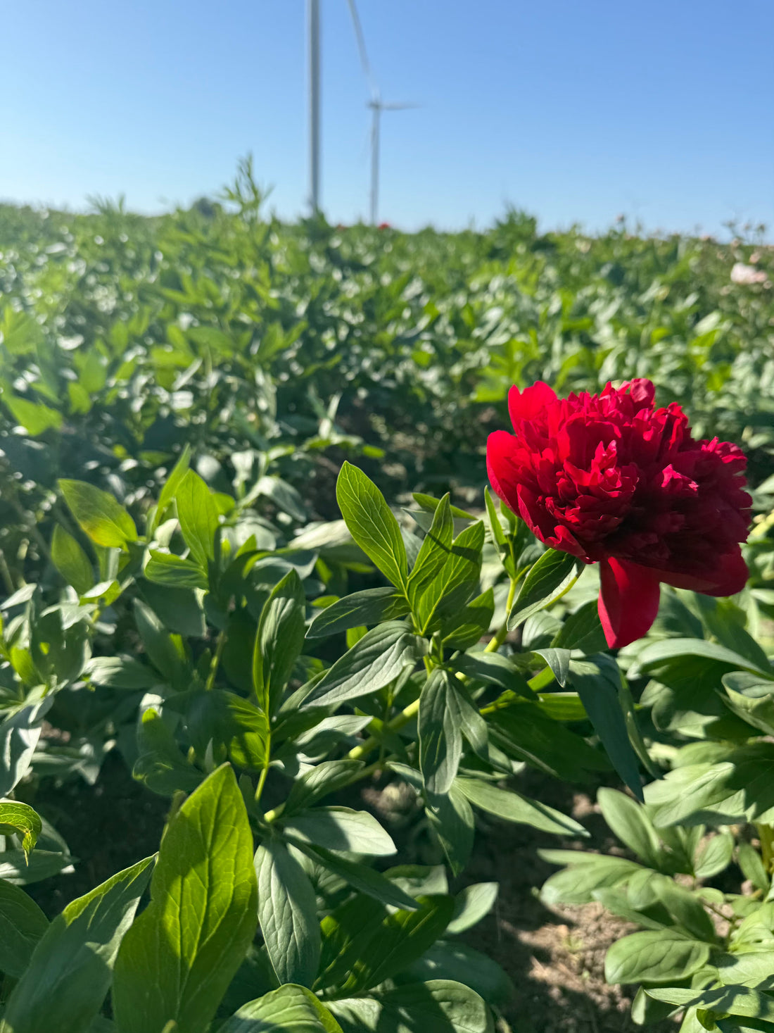 Rode pioenrozen biologisch geteeld – duurzaam cadeau van PLUUKZ