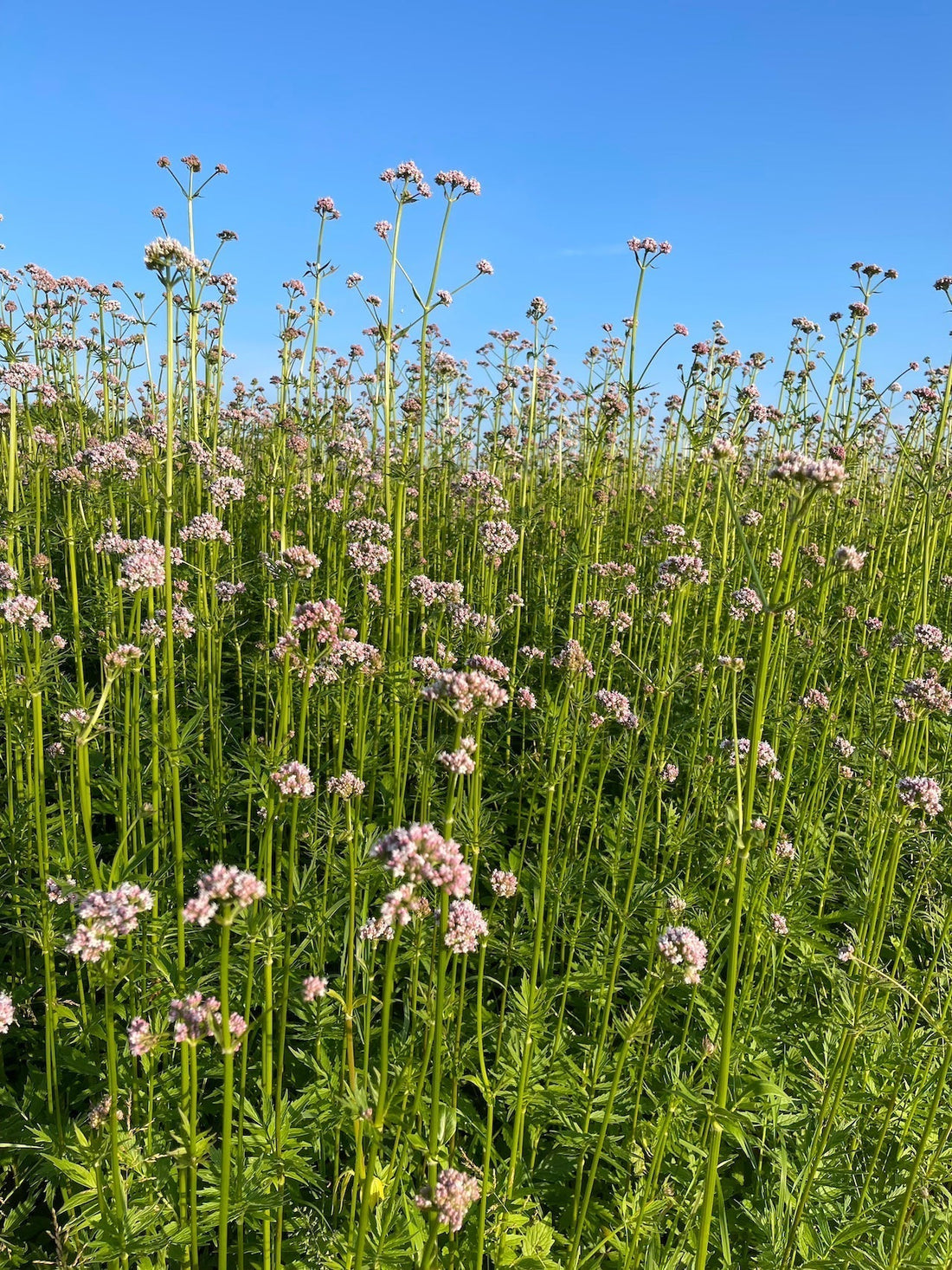 Boeket bestellen bij “seizoensbloemen direct van de pluktuin”