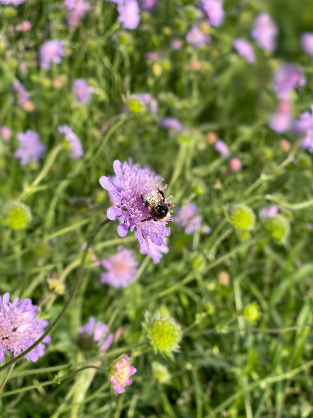 bij die land op een bloem 