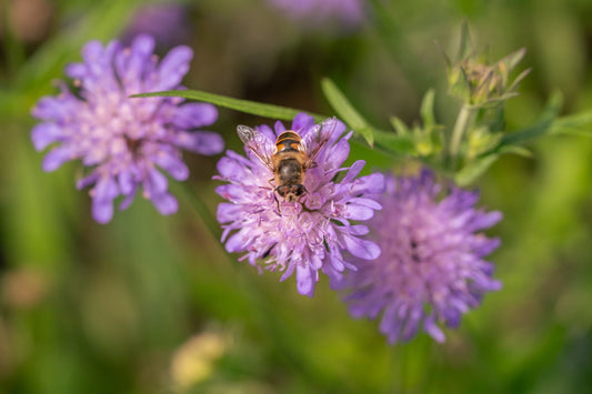 Biologische bloemen bezorgen met seizoensbloemen, bestel duurzaam bij Pluukz