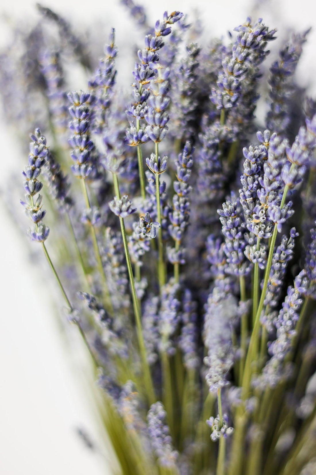 De Voordelen van Lavendel in je Dagelijkse Leven