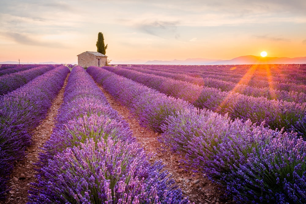 Lavendel gezondheidsvoordelen