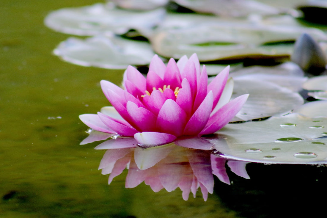 Lotusbloem betekenis, oorsprong en meer bij Pluukz