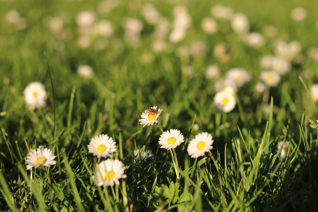 Margriet tuin afbeelding