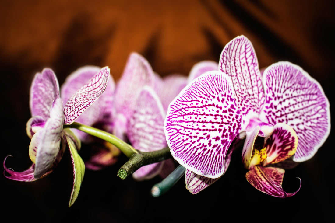 Orchidee herkomst en soorten - Pluukz
