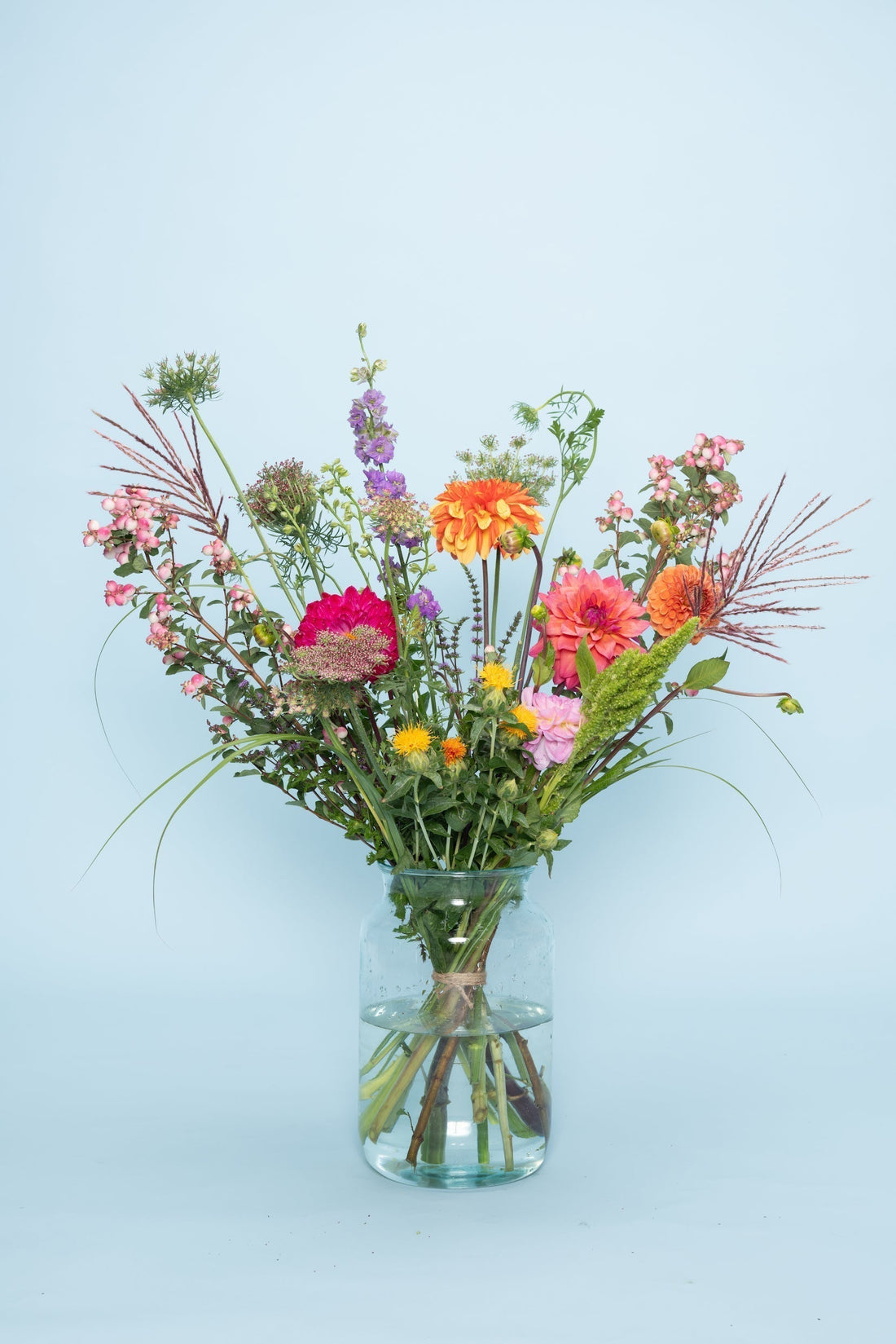 Biologische dahlia’s kweken – kleurrijke bloemen van PLUUKZ