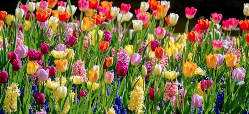 Wanneer bloembollen planten: De Grondbeginselen en tips lees je hier