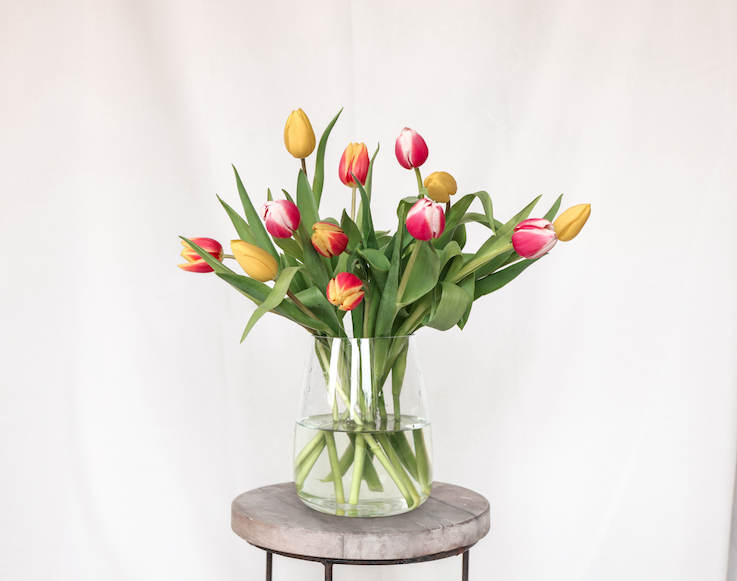 mooie pluukz tulpen 