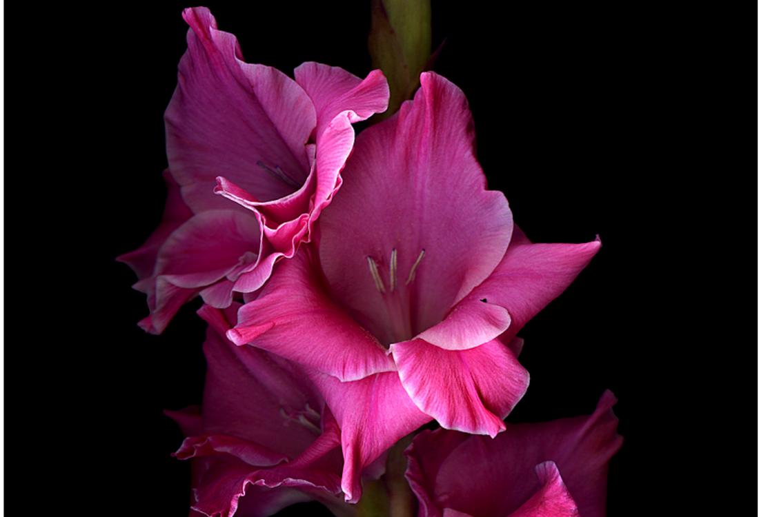 Gladiolen verzorginstips voor in de vaas? Hier lees je alles over deze krachtige zwaardbloem de gladiool!