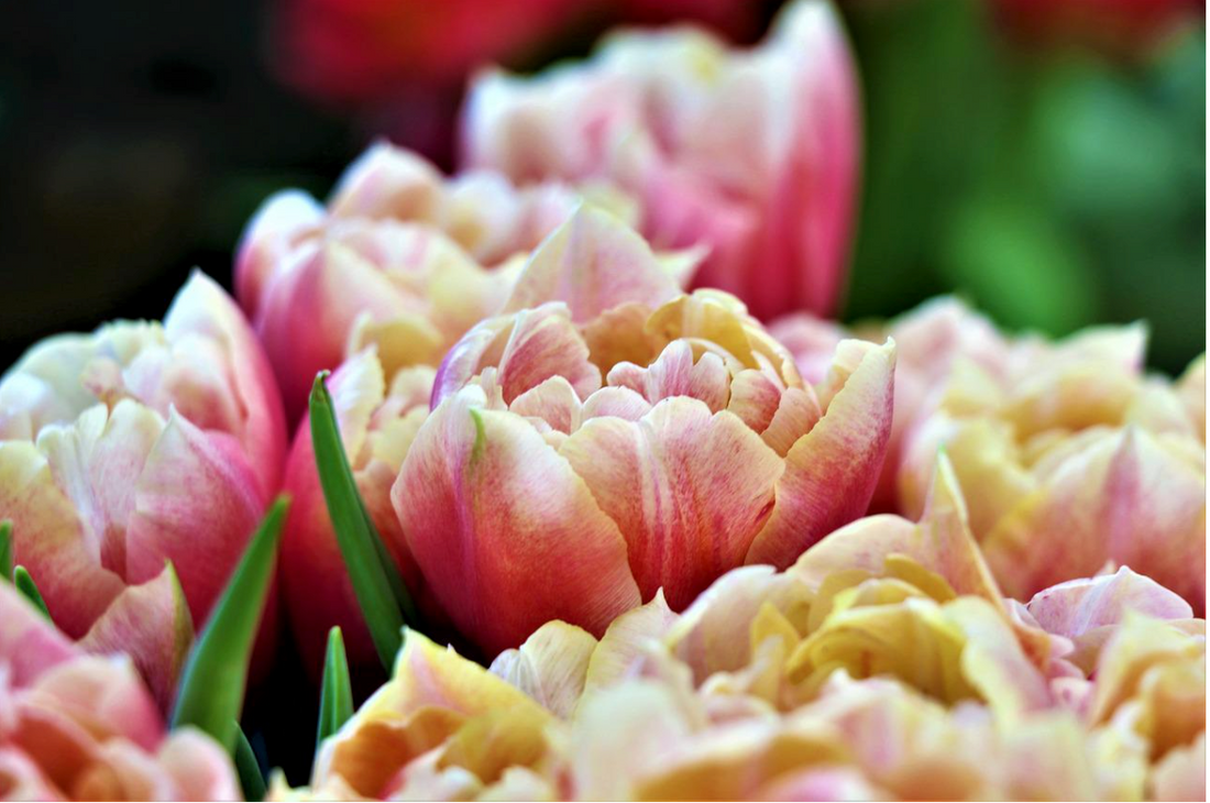 Alles over de soorten tulpen lees je in deze blog!
