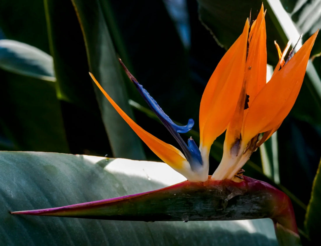 Strelizia of Paradijsvogelbloem alles informatie over deze geweldige erecatcher vindt je hier...,