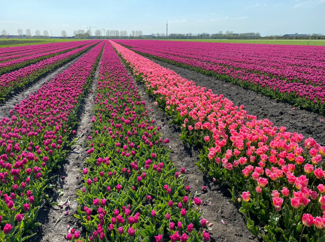 De tulpen bloeien ieder jaar rond koningsdag! 