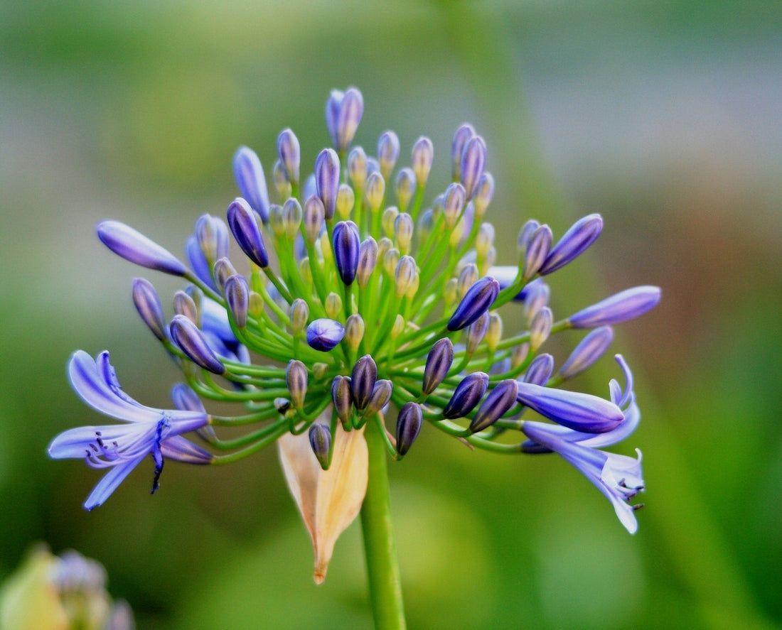 agapanthus boeket maken? Hier 5 tips