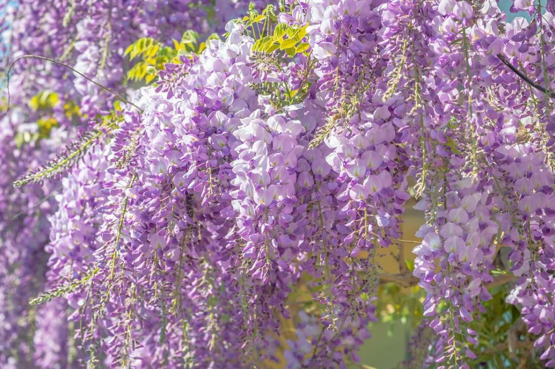 Blauwe regen of Wisteria | herkomst, weetjes & snoeien