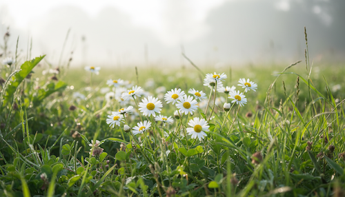 Prachtig mooie madeliefjes buiten in het veld