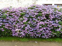 mooie hortensia struik