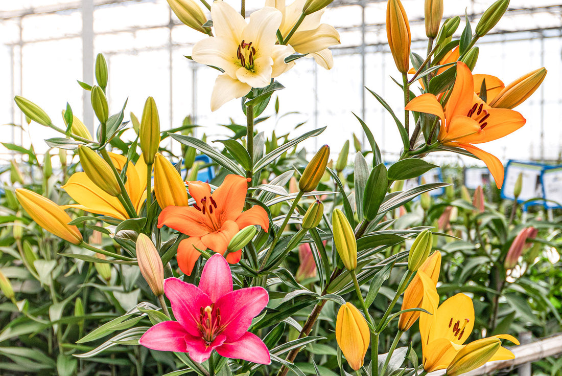 de mooiste lelies vind je bij pluukz