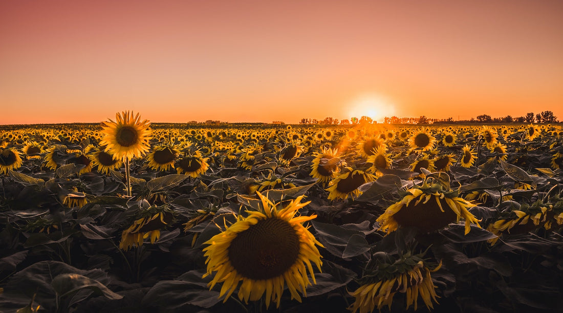 Zonnebloemen herkomst, verzoringstips en geneeskracht. Alles over de zonnebloem vindt je hier...