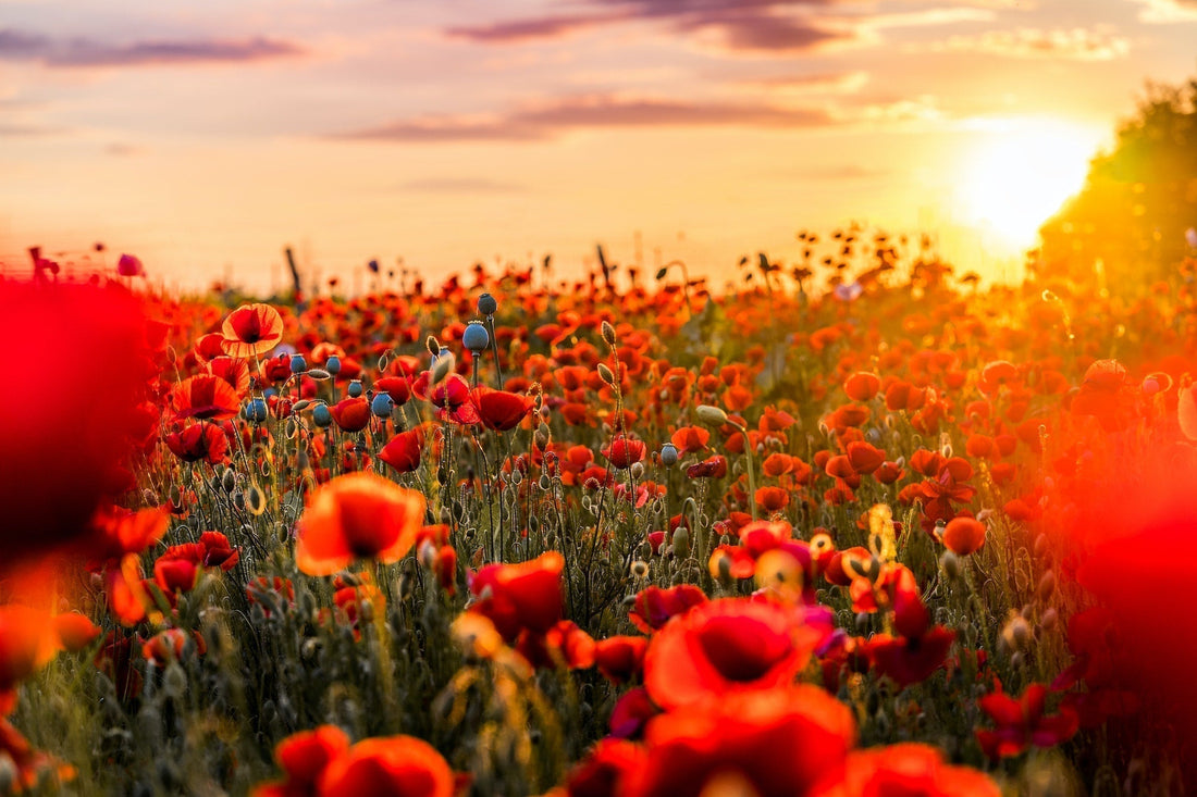 Klaproos of papaver? Hier de betekenis en een korte geschiedenis. 