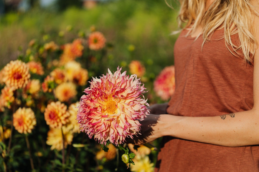 Dahlia - lees hier alles over deze prachtige bloem!