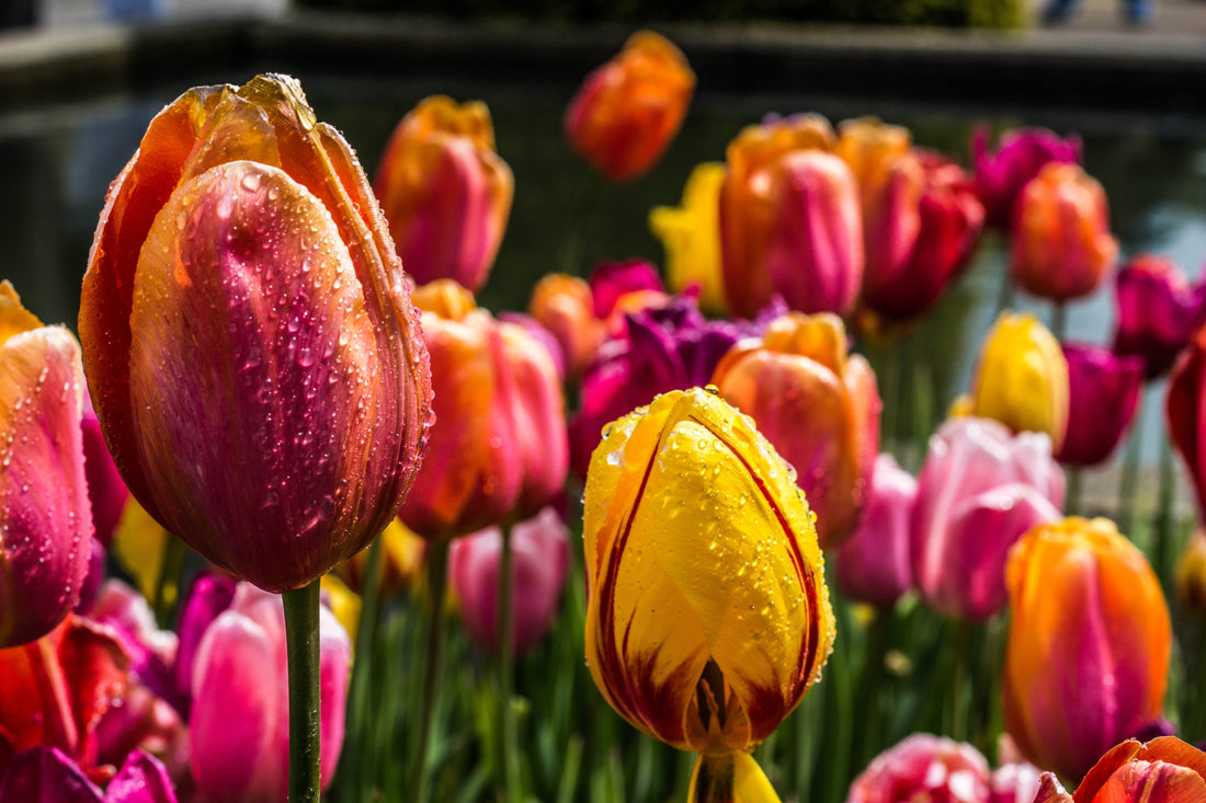 6 redenen waarom de tulp de mooiste bloem is!