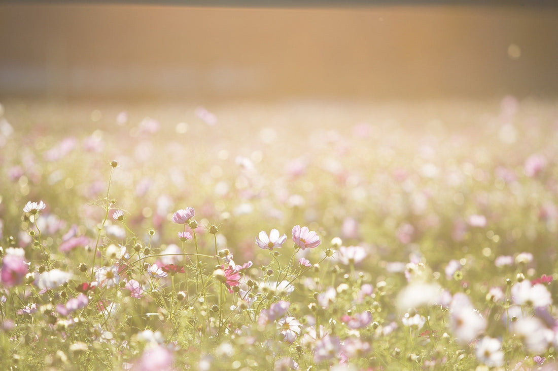 Zomerbloemen hier de mooiste kleuren en varianten