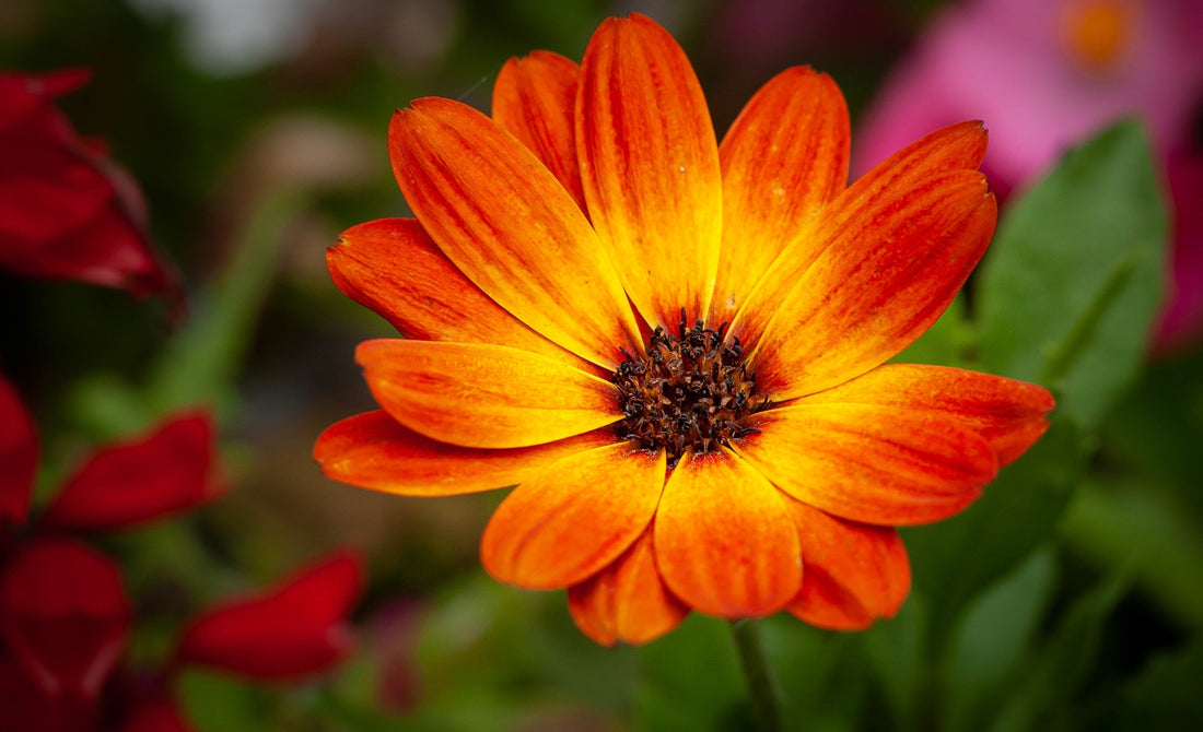 Beterschap wensen met bloemen 