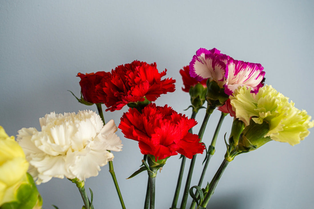 Anjers | hier lees je alles over deze lente bloem!