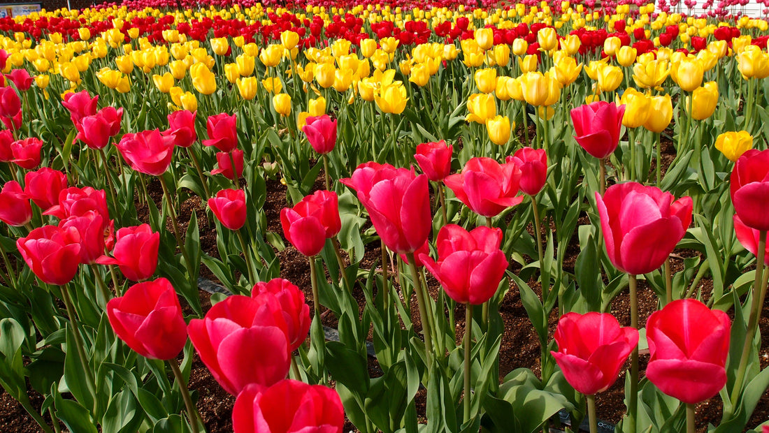 Bloembollen en tulpen plant tips!