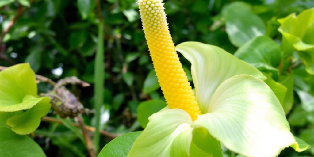 Close-up van de Aronskelk plant met bladeren.