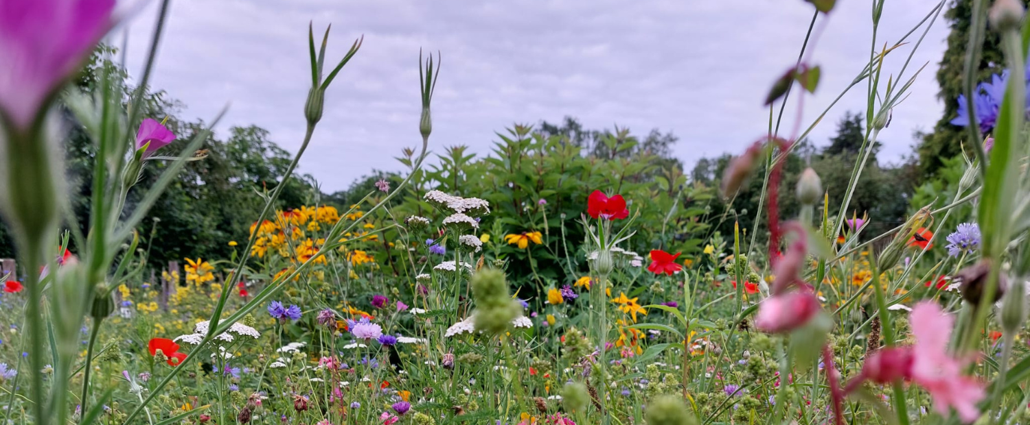 Biologische bloembollen kopen – Laat jouw tuin natuurlijk bloeien