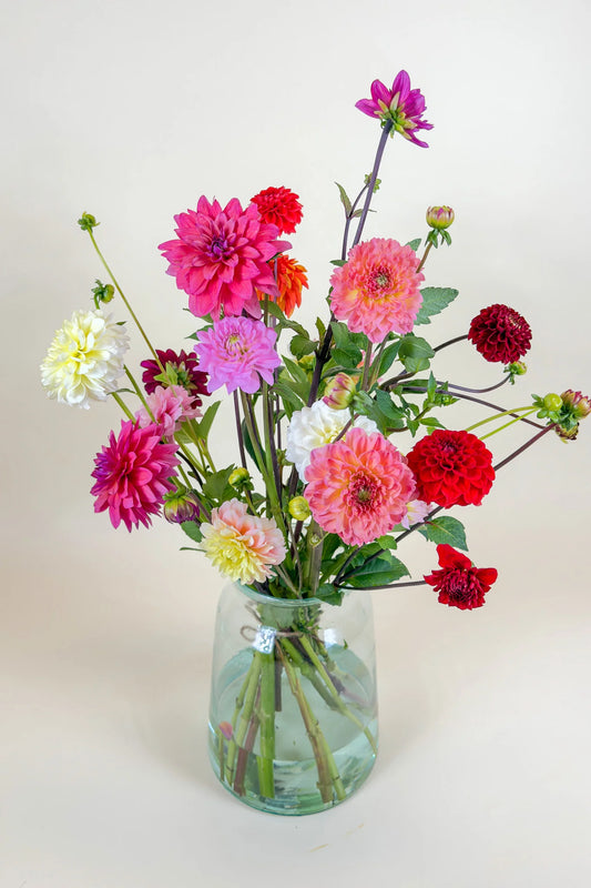 Biologisch dahlia boeket met witte, roze en rode dahlia's en sierlijke gekrulde stelen