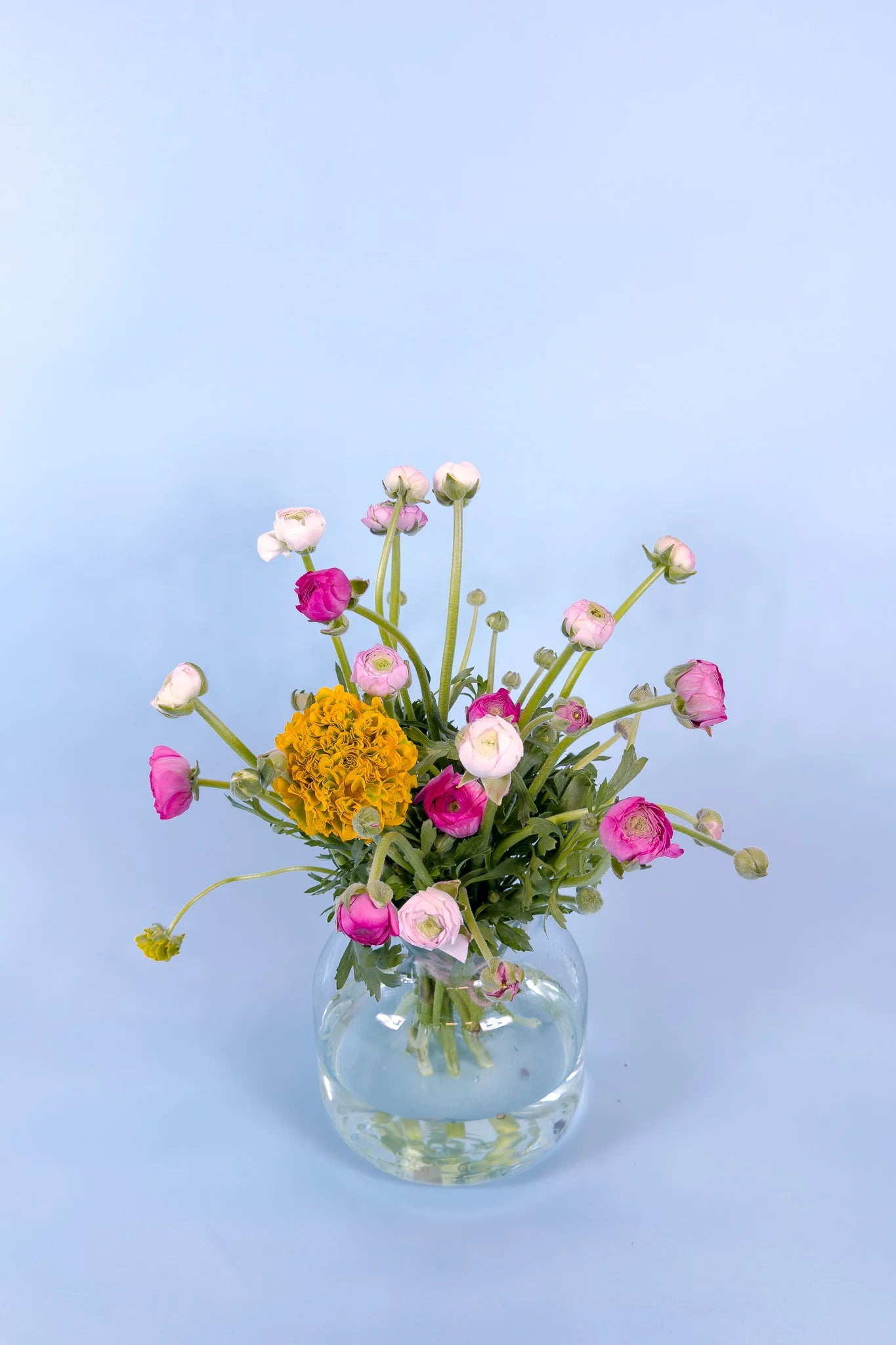 biologische ranonkels bloemen kopen zonder gif rechtstreeks van kweker