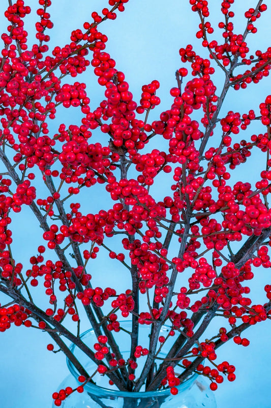Biologische bessen takken Ilex in glazen vaas, felrode bessen perfect voor een natuurlijk kerstboeket