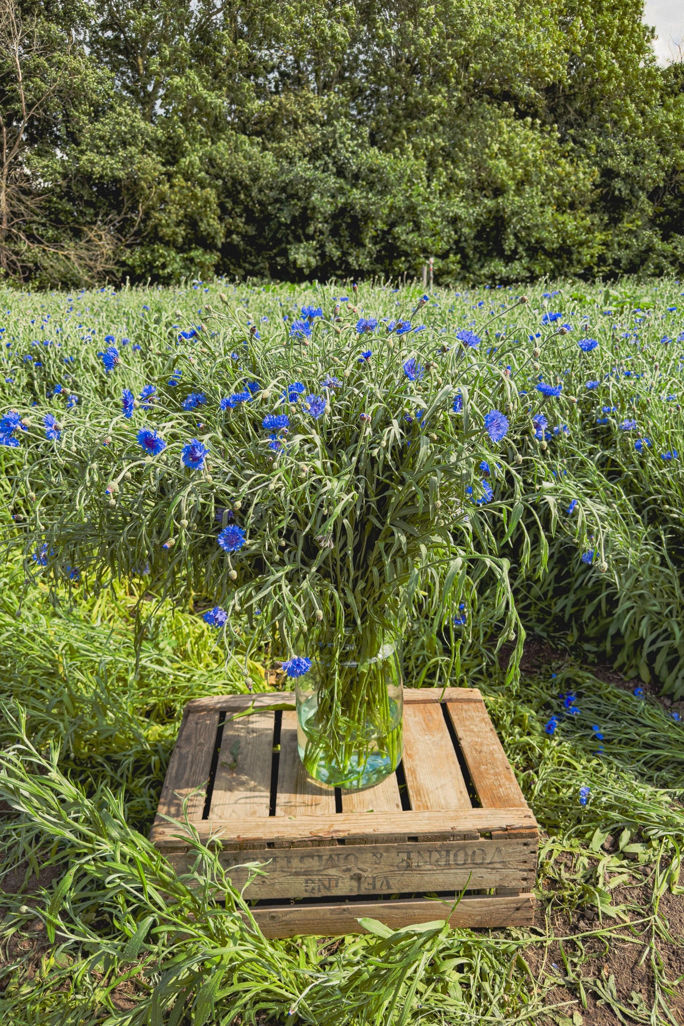 Bio Korenbloemen | Cornflower Power