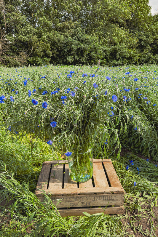 Blauwe biologische korenbloemen, vers geoogst van ons eigen Nederlandse veld
Bos