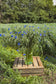 Bio Korenbloemen | Cornflower Power