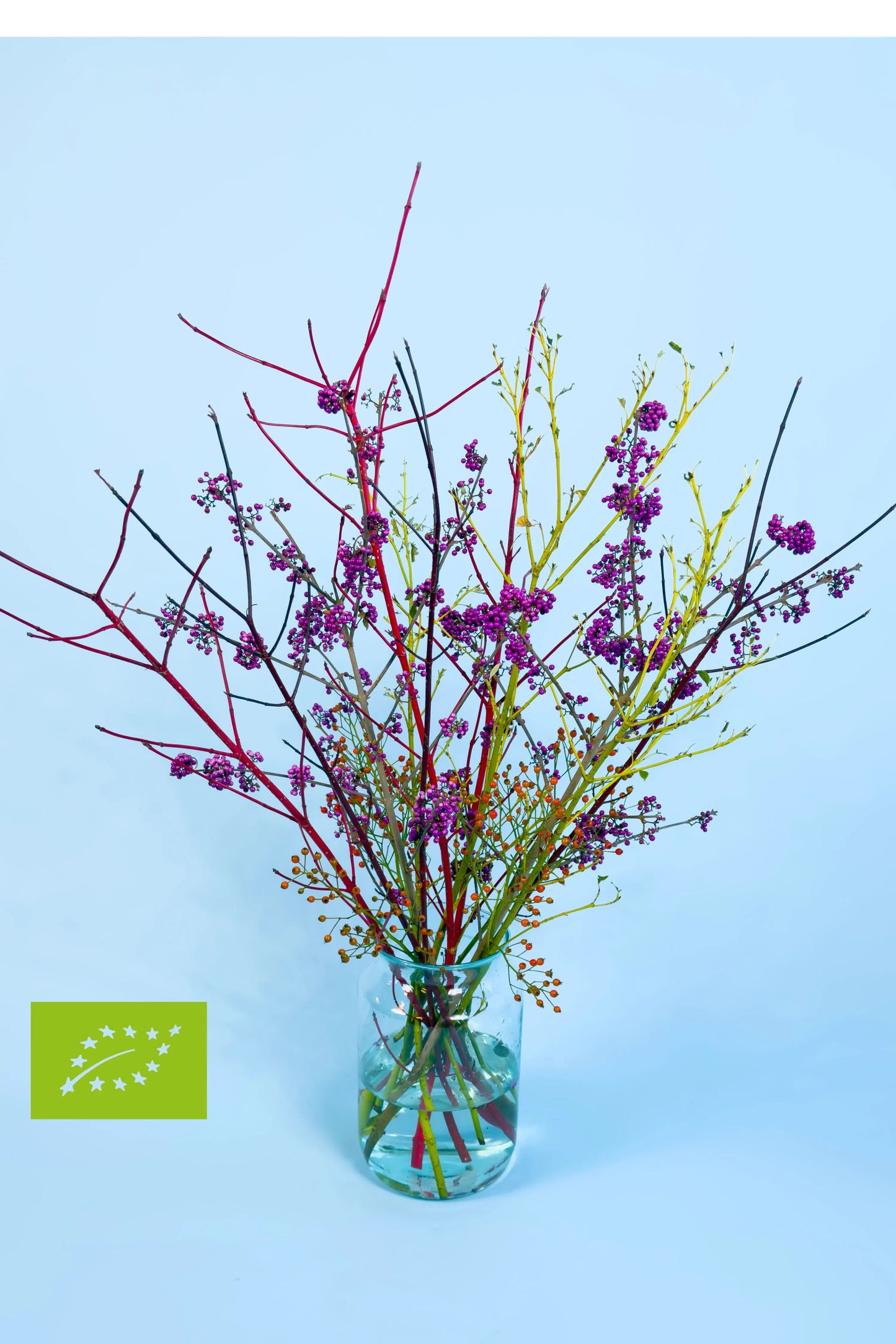 Biologische Siertakken | Branche Dance