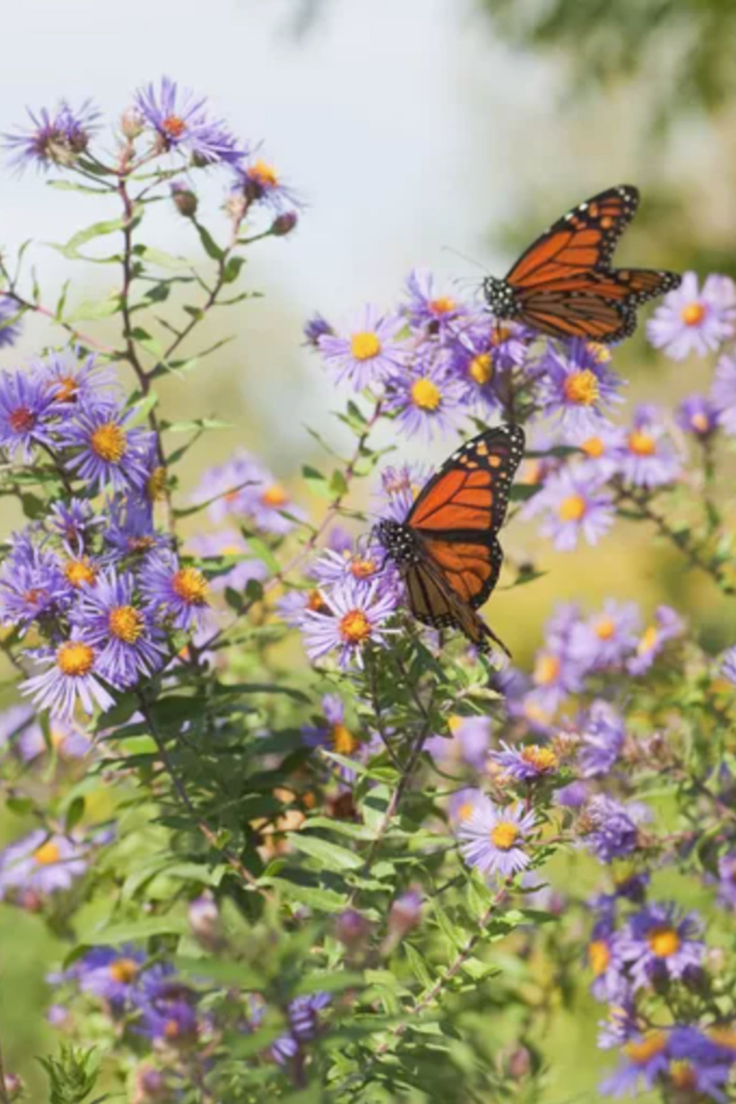 Bloeiende biologische bloemen vol nectar – trek bijen en vlinders aan in je tuin