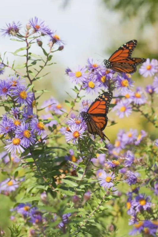Bloeiende biologische bloemen vol nectar – trek bijen en vlinders aan in je tuin