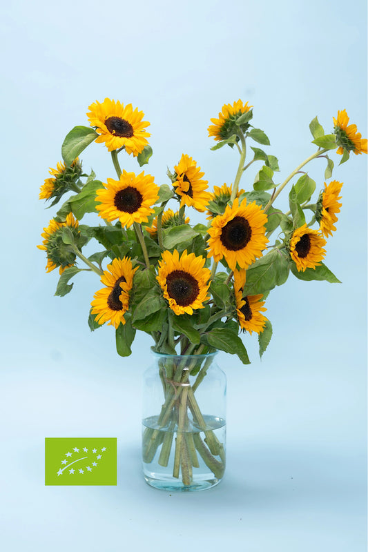 Bestel duurzame zonnebloemen met zorg voor bij en bodem
