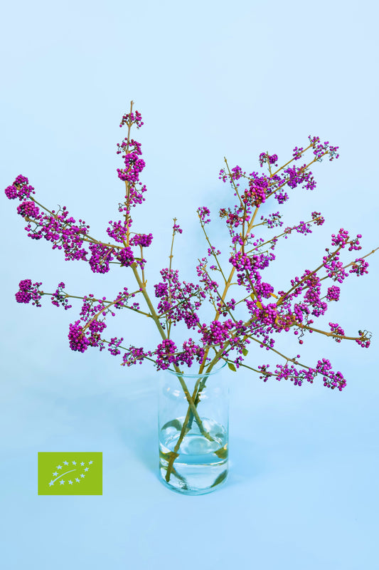 Biologische Callicarpa met paarse bessen – bestel duurzaam bij Pluukz
