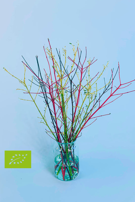 Biologische Heesters | Twigs that Whisper