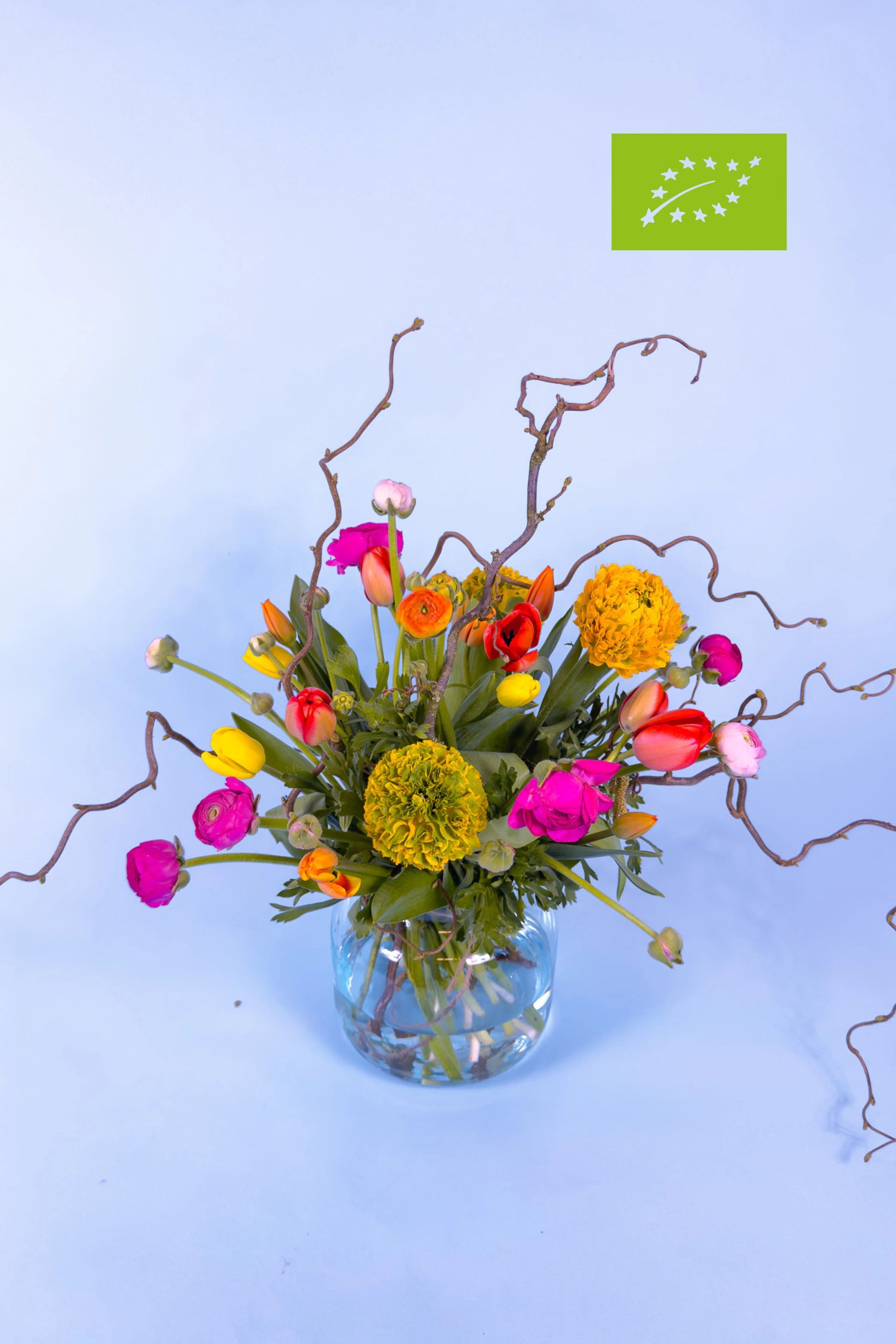 Biologisch voorjaarsboeket met biologische tulpen en biologische ranonkels 