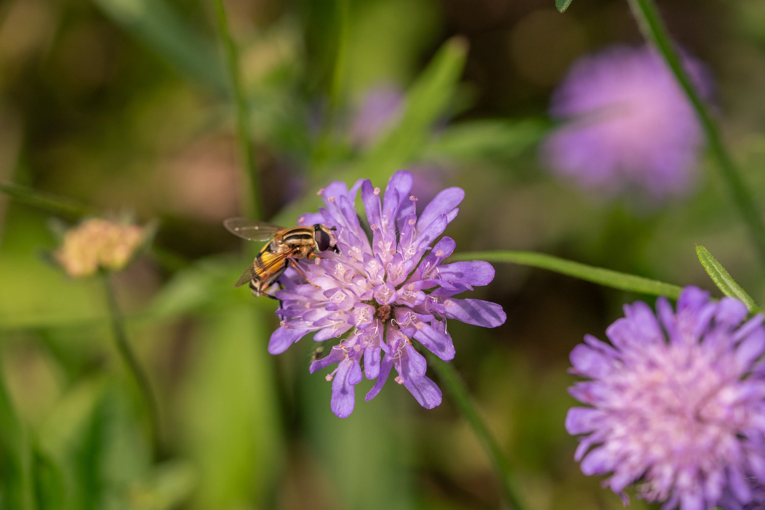 Duurzaam geteelde bloemen bezorgen met aandacht voor mens en natuur