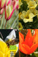 Botanische tulpen kleurenmix – Tulipa tarda, turkestanica en Little Beauty – biologische bloembollen kopen bij Pluukz