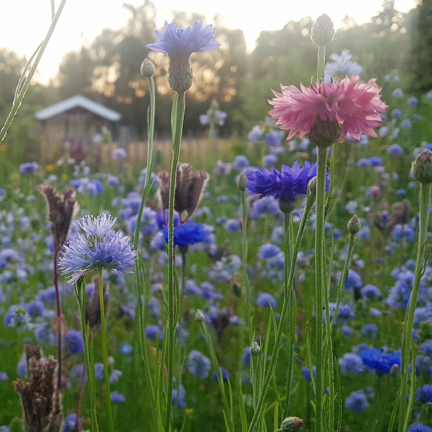 Korenbloemen zaden - Pluukz