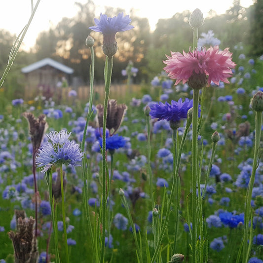 Korenbloemen zaden - Pluukz