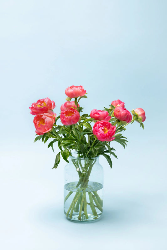 Bestel gifvrije pioenrozen koraal