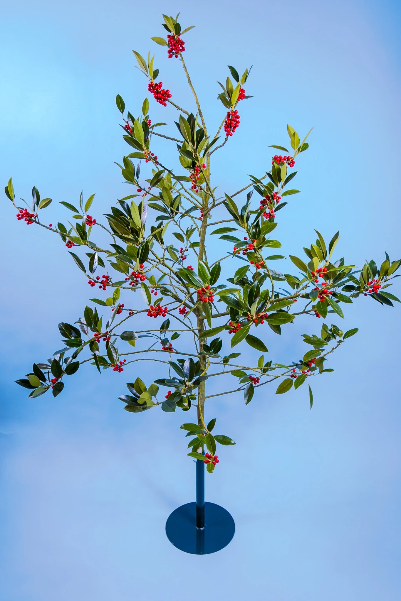 Rode Ilex bessen tak voor winter decoratie nu bestellen